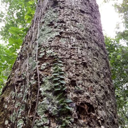 Ayauma Couroupita guianensis, adopta un árbol con Arbio Perú y protege la flora