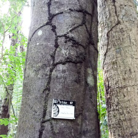 Huayo blanco Leicontea peruviana, adopta un árbol con Arbio Perú y protege la flora