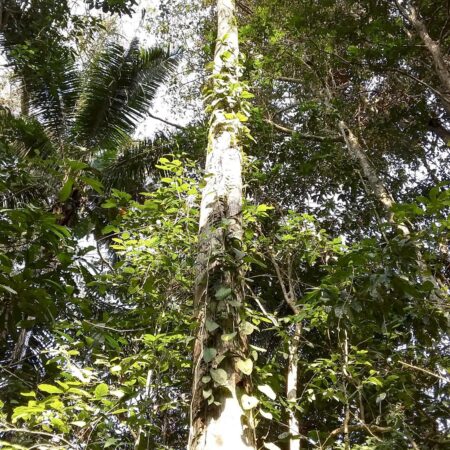 Caucho Castilla ulei, adopta un árbol con Arbio Perú y protege la flora