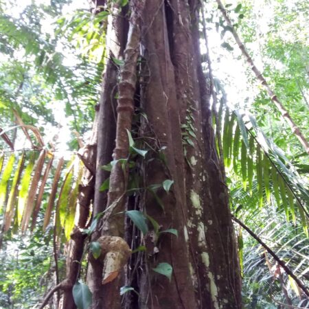 Tronco de árbol en medio del bosque, protege el bosque con Arbio Perú