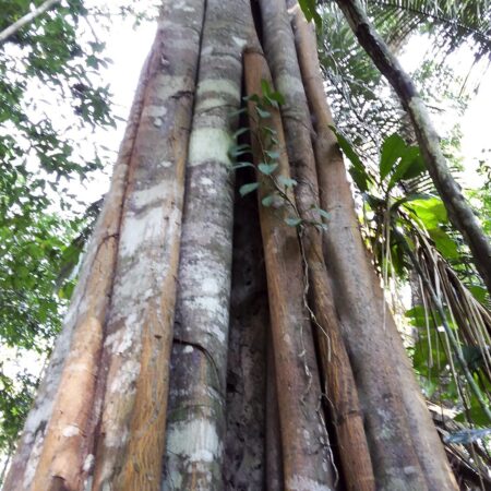 Troncos de árboles en medio del bosque, protege la flora con Arbio Perú