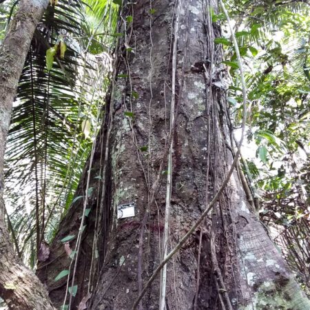 Tronco de árbol en medio del bosque, protege el bosque con Arbio Perú