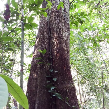 Caimitillo Chrysophyllum sp, adopta un árbol con Arbio Perú y protege la flora