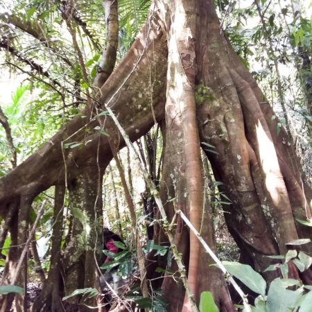 Árbol con raices grande en medio del bosque, protege la flora con Arbio Perú