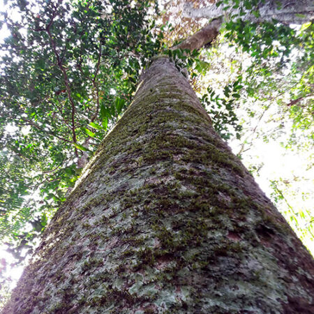 Catahua árbol, protege un árbol con Arbio