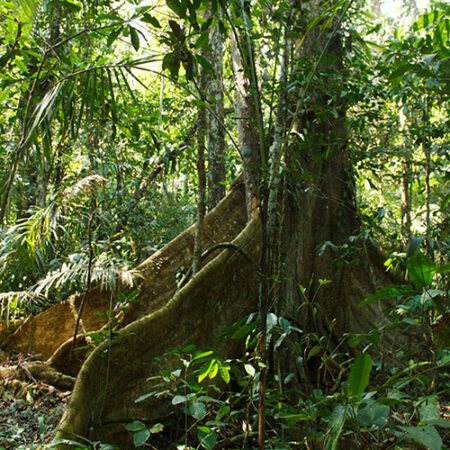 Manchinga, protege un árbol con Arbio