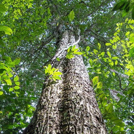 Quinilla árbol conservación de la fauna con Arbio