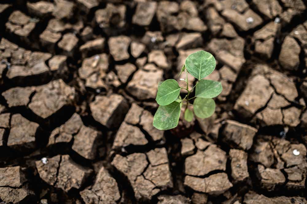 Cambio climático tierra seca sabanizacion