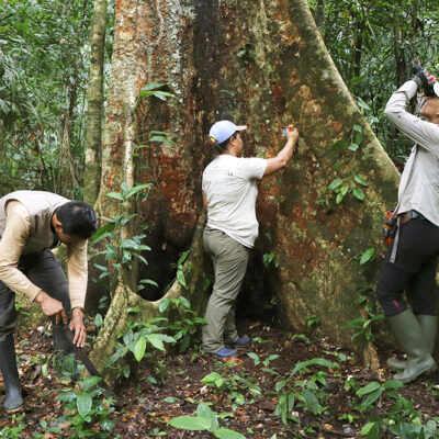 Equipo ARBIO estudiando árboles de Shihuahuaco