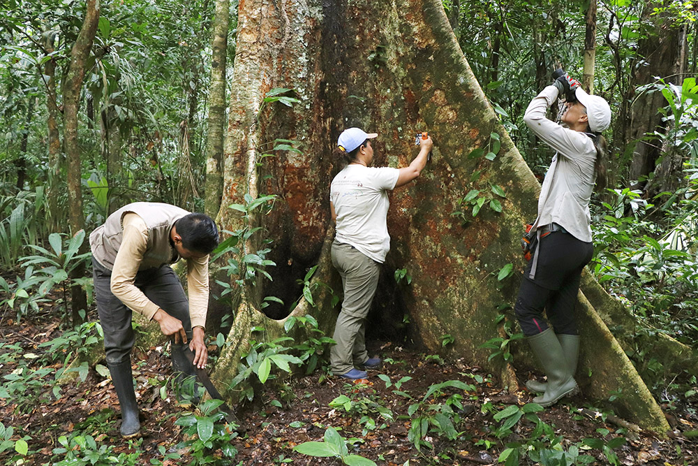 Equipo ARBIO estudiando árboles de Shihuahuaco