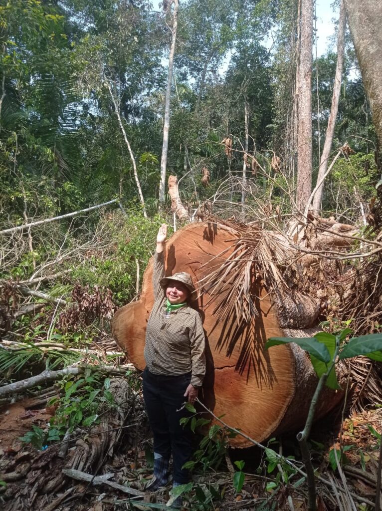 Susel Paredes, Shihuahuaco cortado