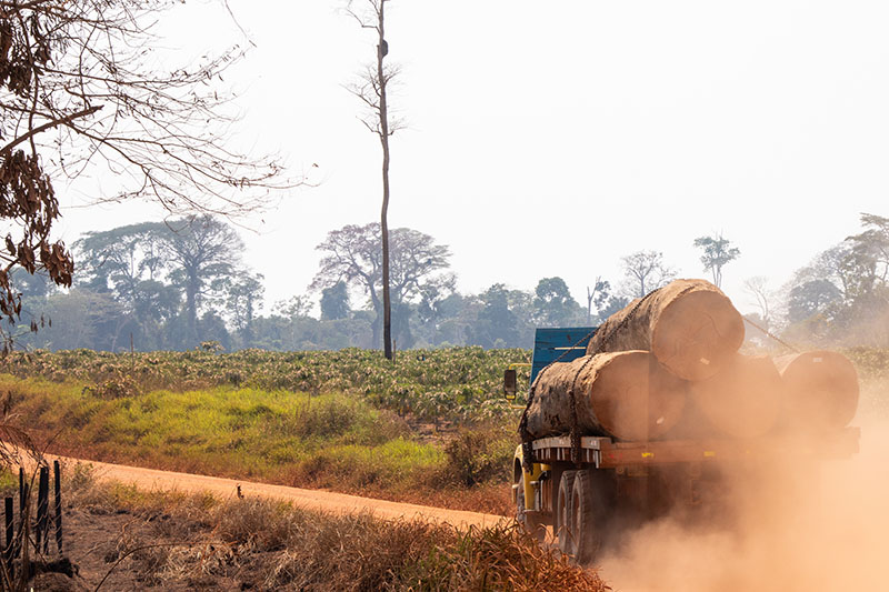 Camion con troncos de madera, deforestaci[on