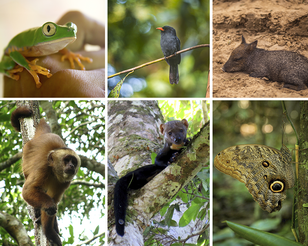 Cinco motivos para preservar la Amazonía Fauna