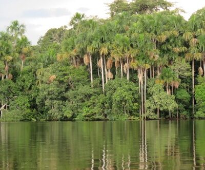 Aguajales. Humedal Amazónico