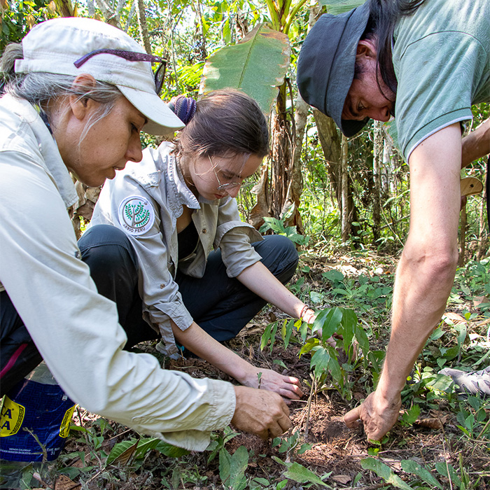 Hablemos de Forestería Análoga en el Día de los Bosques