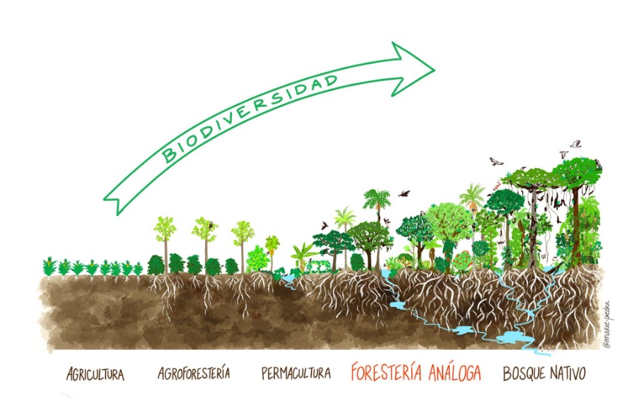 Hablemos de Forestería Análoga en el Día de los Bosques