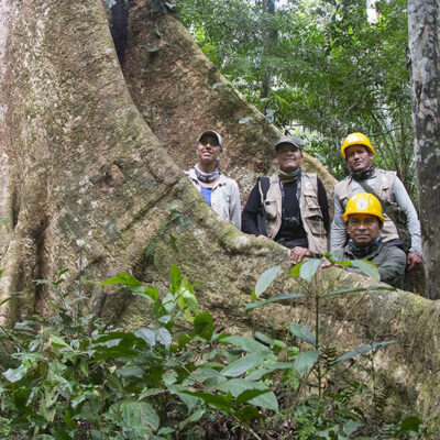 Dia internacional de los bosques