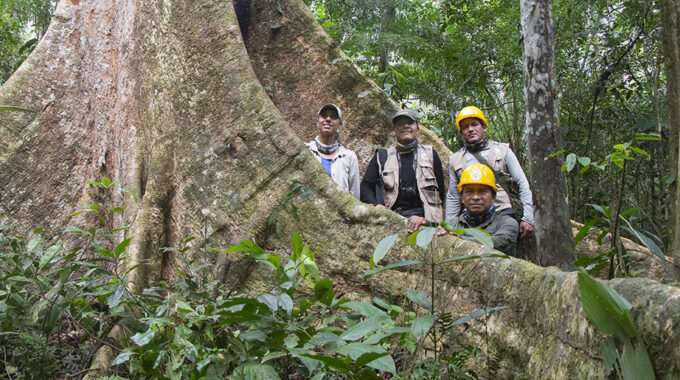 Dia internacional de los bosques