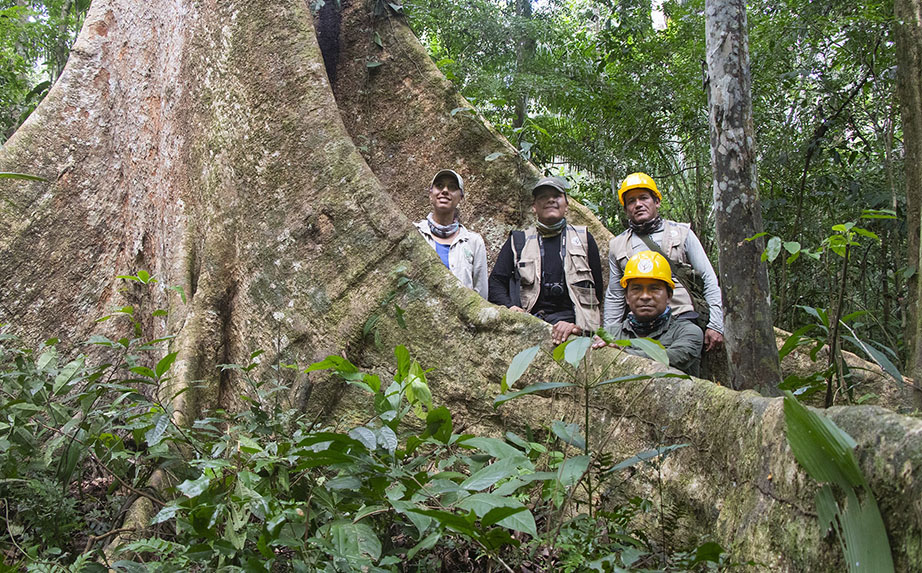 Dia internacional de los bosques