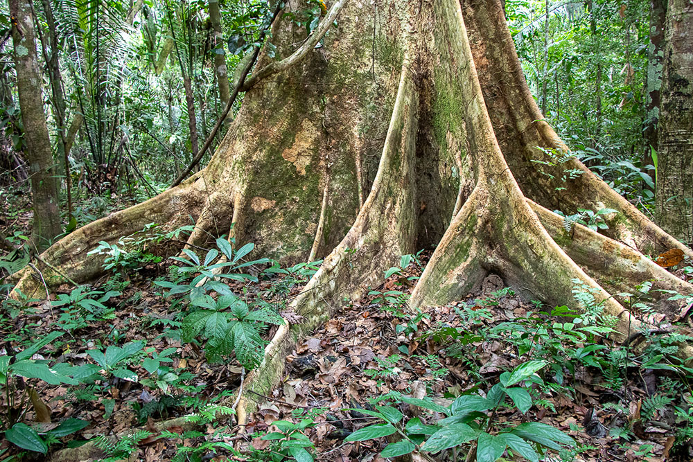 Día Mundial del Suelo